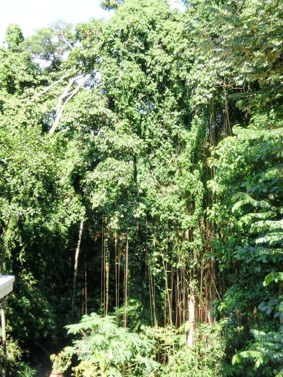 Latugu Homestay Ubud Exterior photo
